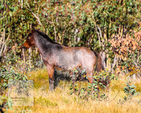 BrumbiesAnzacSat2024_0966
