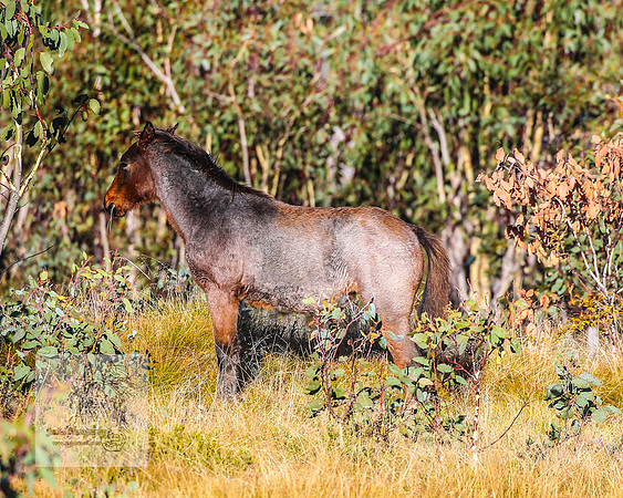 BrumbiesAnzacSat2024_0966