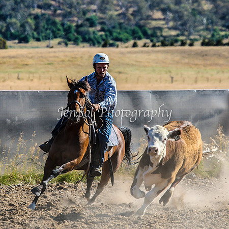 AdaminabyCampdraft2015_0017