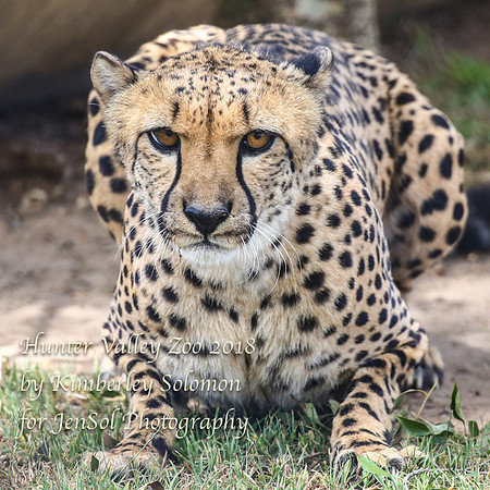 HunterValleyZooKJS_0673
