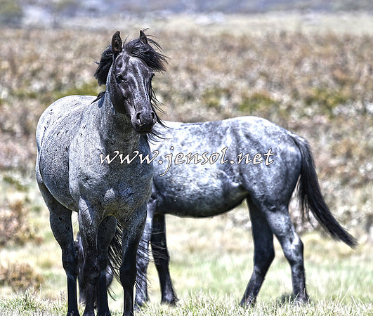 BrumbiesNov15_0035