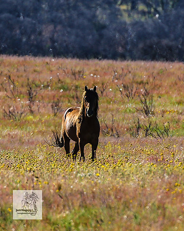 Brumbies29122021_0305