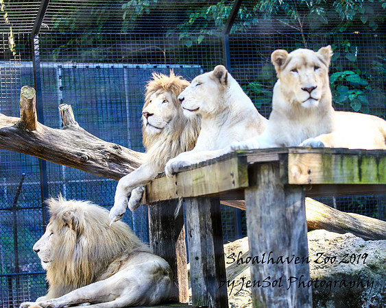 ShoalhavenZoo2019_0058