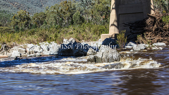 CabCattle2012_0322
