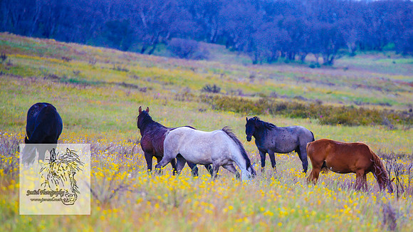 Brumbies26122021_0033