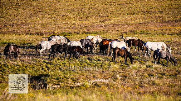 Brumbies30122021pm_0018