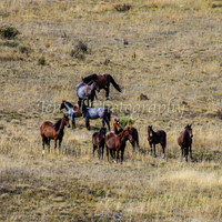BullocksEaster2015_0107