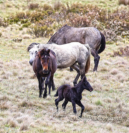 BrumbiesDec18_0034