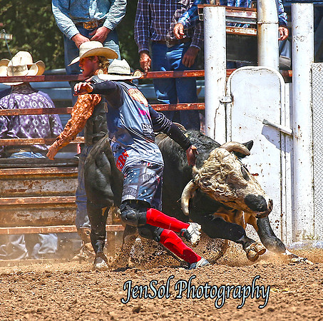OpenBull1_2194