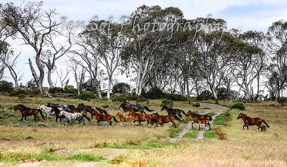 MondayBrumbiesPM_0057