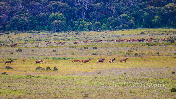 Brumbies27122021_0135