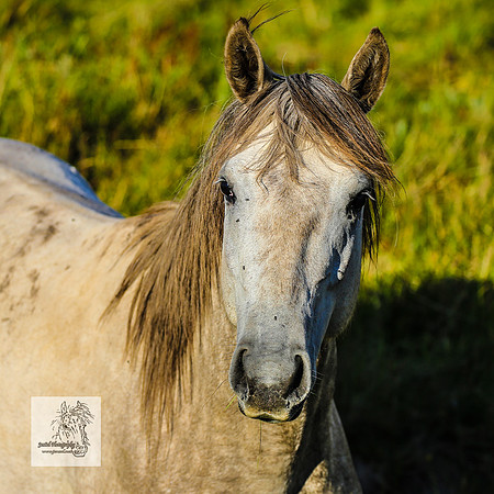 Brumbies30122021pm_0148