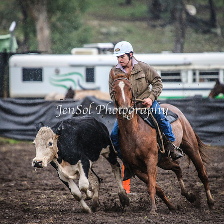 CabanandraCampdraft2014_3078