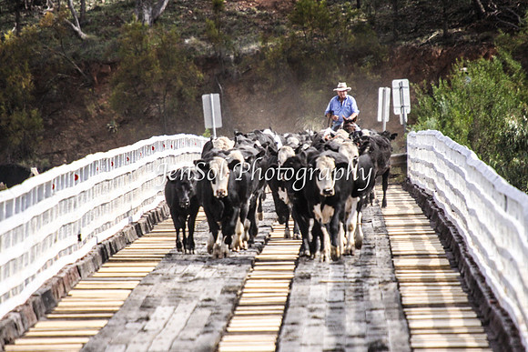 Cabcattle20121_0081