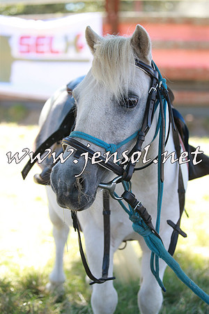 NimmitabelCampdraft2016_0123