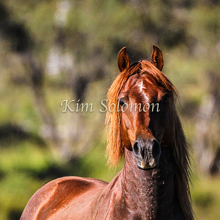 Brumbies10JanKim_0231