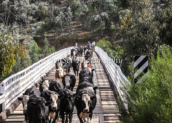 Cabcattle20121_0089