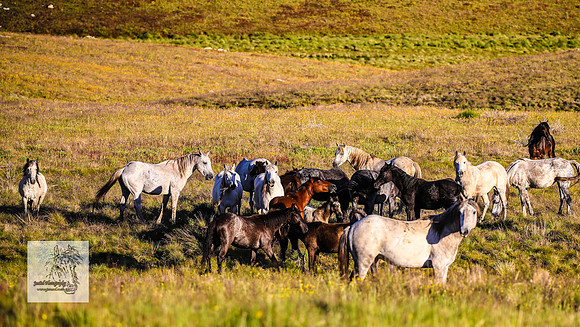 Brumbies30122021pm_0036