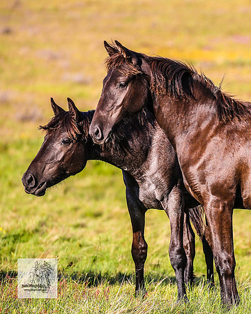 Brumbies30122021pm_0209