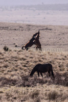 Brumbies 084