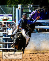 Novice Bull