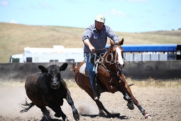 AdaminabyCampdraft2016_8140