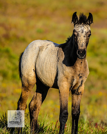Brumbies30122021pm_0216