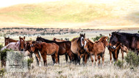 25. Brumbies Late April 2022