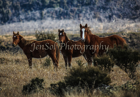 CurrangoJS_Sat091