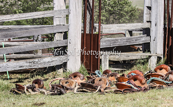 Bungendore2011_1320