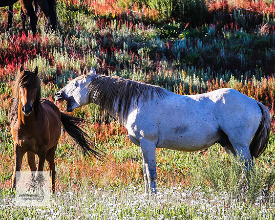 Brumbies29122021_0124