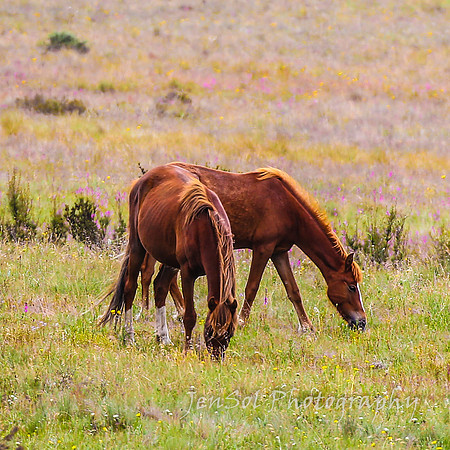 Brumbies27122021_0199