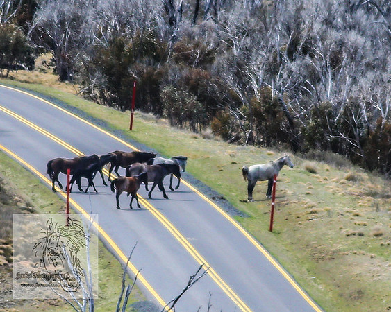 BrumbiesOctober2024_0008