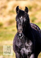 28. Brumbies Oct 2022