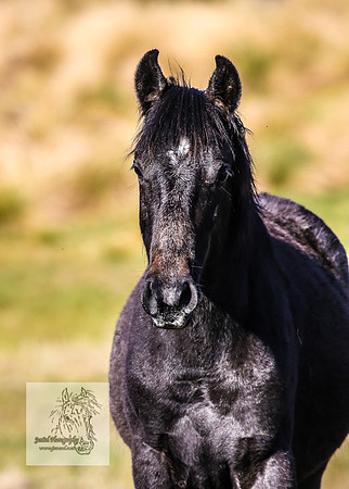 Brumbies19Oct22_0742