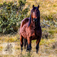 26. Brumbies May 2022
