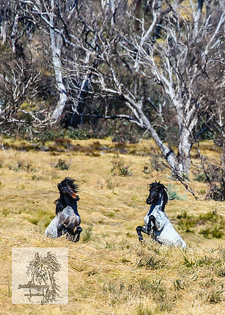 BrumbiesSep2022_0035