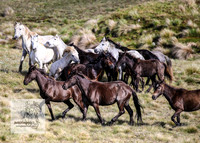 Brumbies24Nov_0113