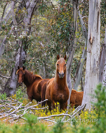 Brumbies27122021_0077