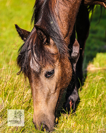 Brumbies30122021pm_0065