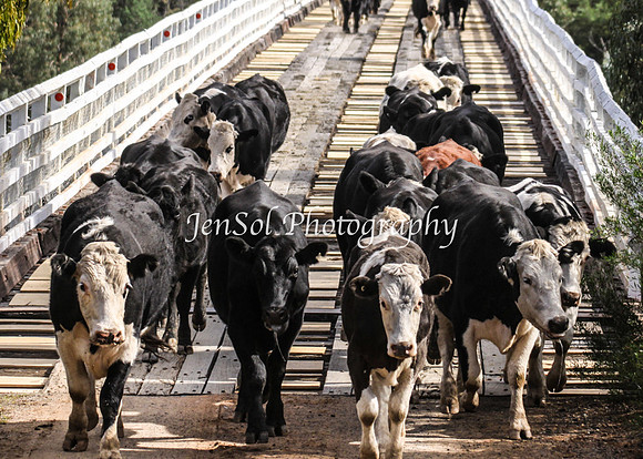 Cabcattle20121_0105