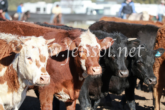 CCCampdraft2016_4565