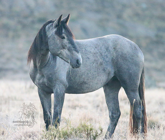 Brumbies30032024_0073