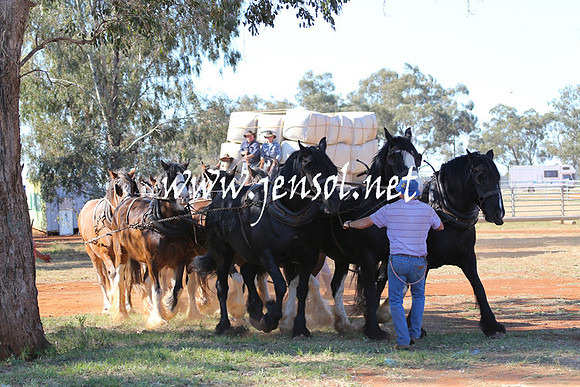 BarellanHeavyHorses2014_0362