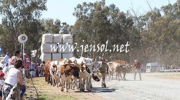 BarellanHeavyHorses2014_0512