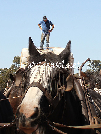 BarellanHeavyHorses2014_0505