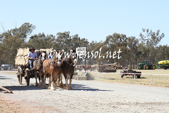 BarellanHeavyHorses2014_0552