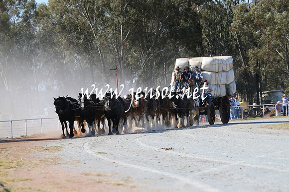 BarellanHeavyHorses2014_0327