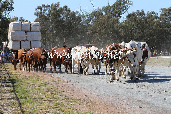 BarellanHeavyHorses2014_0108