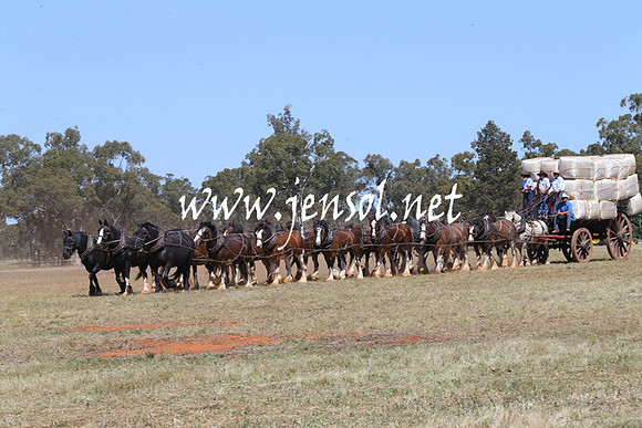 BarellanHeavyHorses2014_0072